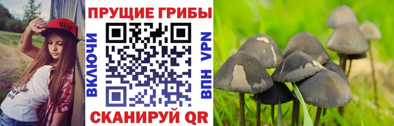 Псилоцибиновые грибы прущие грибы  Купить закладки  Вольск 